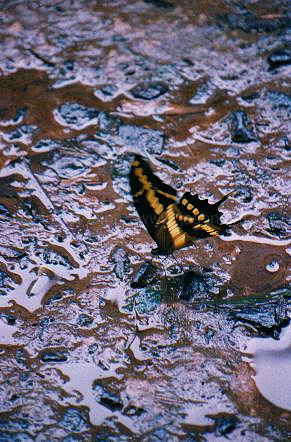 38 Butterfly at Iguaçu Falls