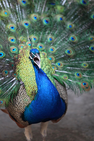 Peacock Cry