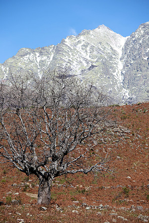 Tree in the Sierra de Gredos